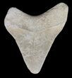 Serrated Megalodon Tooth - Bone Valley, Florida #48696-1